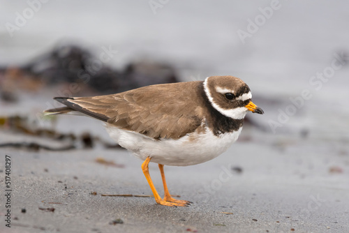 Common ringed plover  or ringed plover - Charadrius hiaticula - on sand shore at Nesseby at Varanger Penisula in Norway. photo
