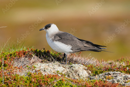 Arctic skua - parasitic jaeger - Stercorarius parasiticus - standing on stone with colorfull vagetation in background. Photo from Ekkeroy in Norway. photo