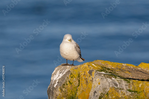 Black-legged kittiwake - Rissa tridactyla - standing on rock with blue water of Barents Sea in background. Photo from Ekkeroy in Norway. photo