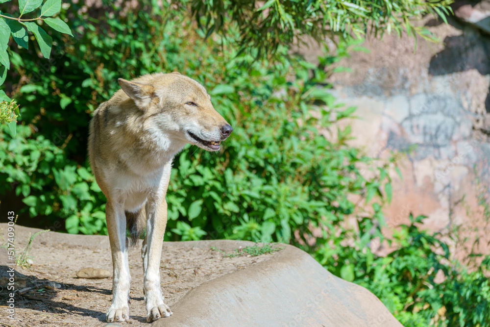Fototapeta premium Beautiful young wolf. Predatory wild animal.