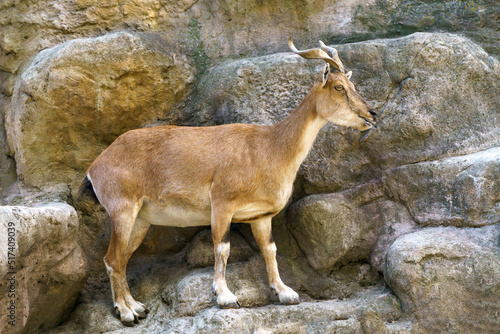 Wild goat on the rock. Herbivore in nature.