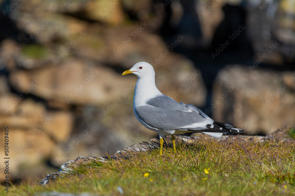 Common gull or sea mew - Larus canus - standing in grass with brown cliff in background. Photo from Ekkeroy in Norway.