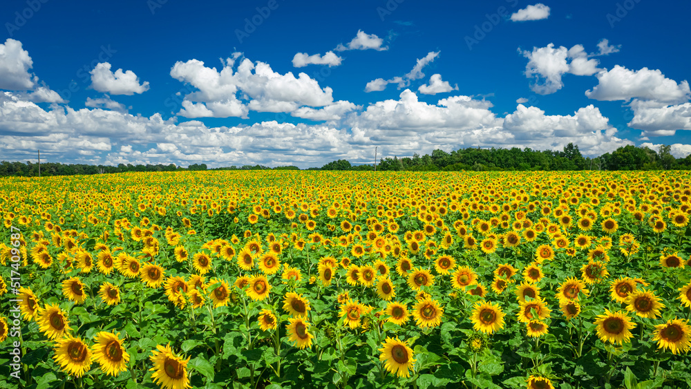 Stunning aerial view of sunflower field in sunny summer day
