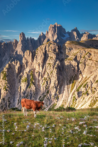 Cows near Tre Cime peaks in Dolomites, Europe