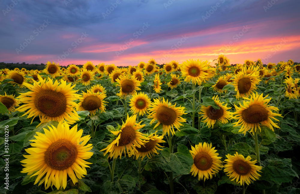 Obraz premium Beautiful sunset over sunflowers field