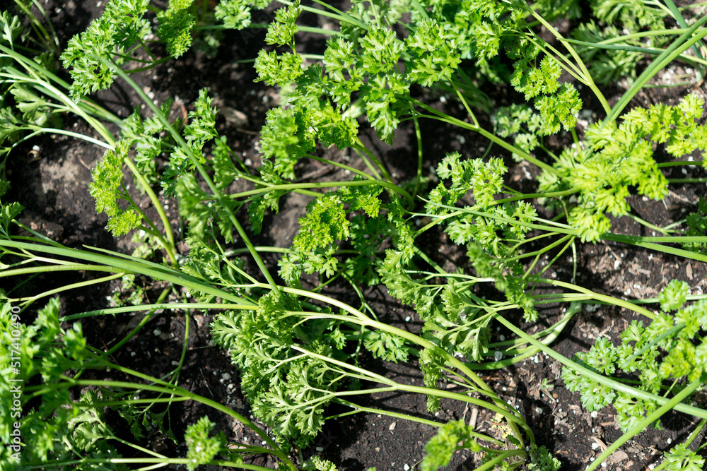 Obraz premium parsley 