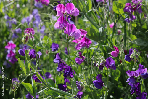 Beautiful selection of pink and purple coloured sweet peas in garden setting
