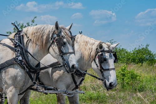 Horses on the Battlefield © Walt