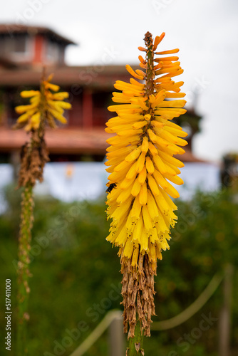Yellow Flower known as Tritomea, Torch Lily, or Red Hot Poker (Kniphofia uvaria) in a Garden in Santa Elena, Antioquia, colombia