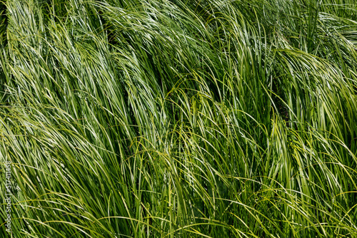 Long green grass background with reflected sunlight bending in the wind