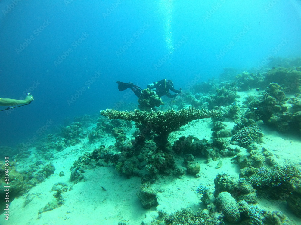 Coral reef and water plants in the Red Sea, Eilat Israel
Coral reef and water plants in the Red Sea, Eilat Israel