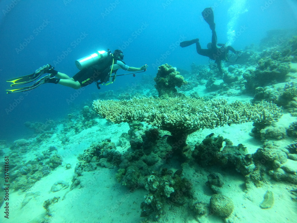 Coral reef and water plants in the Red Sea, Eilat Israel
Coral reef and water plants in the Red Sea, Eilat Israel
