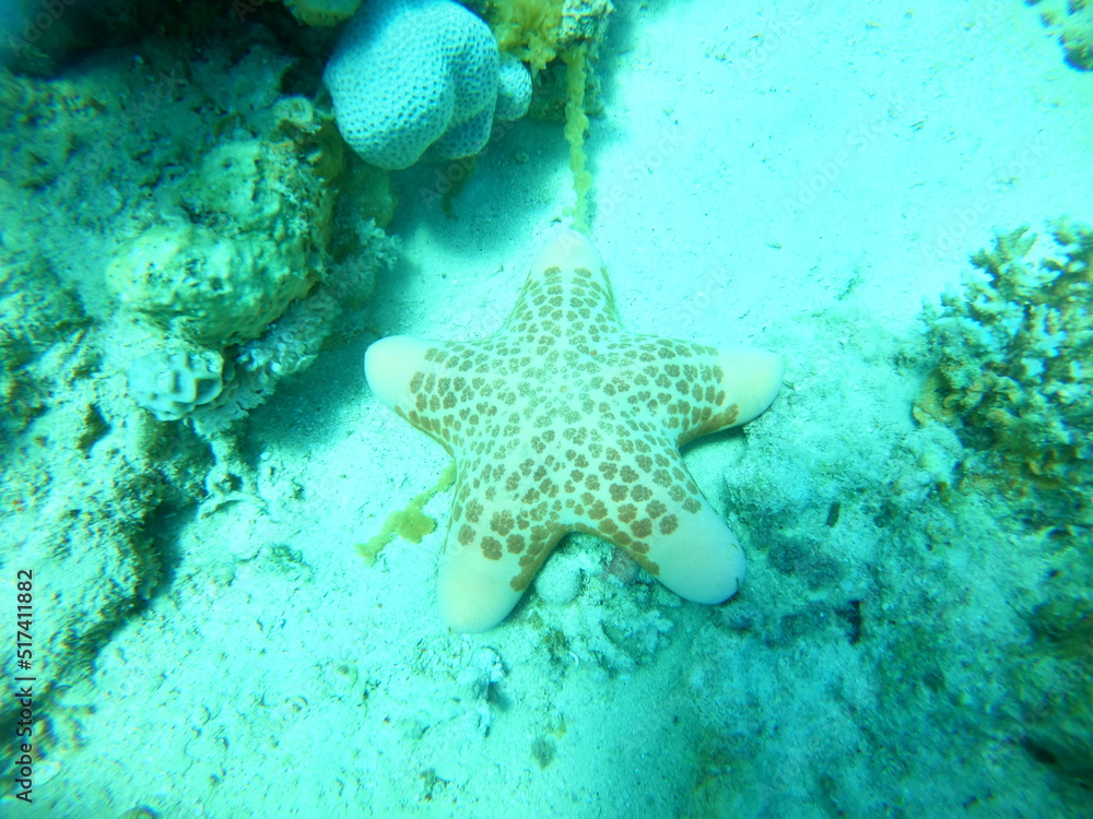 Starfish On the seabed in the Red Sea, Eilat Israel
Starfish On the seabed in the Red Sea, Eilat Israel