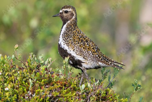 European golden plover - Pluvialis apricaria - in green grass. Photo from Sonfjället National Park in Sweden. photo