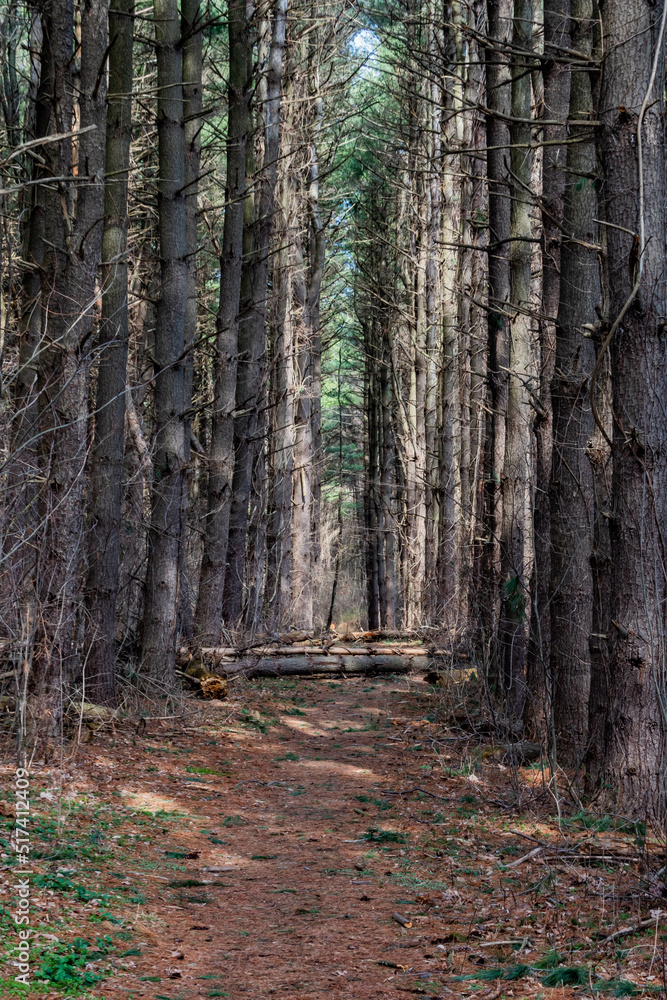 Fototapeta premium Hiking Through The Pine Forest