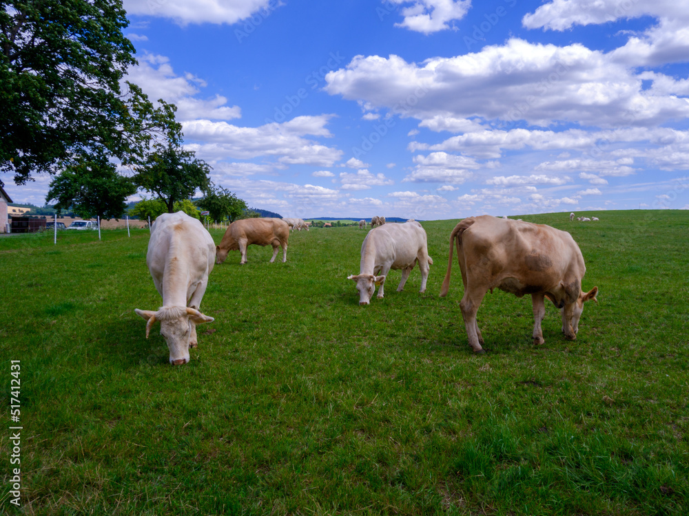 Obraz premium Cows on a meadow.