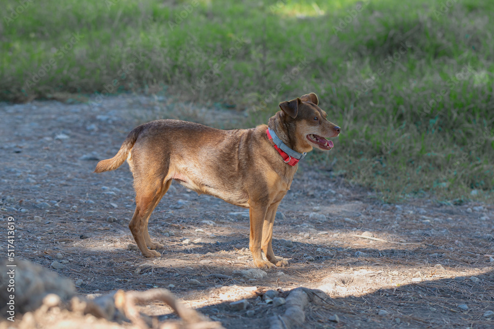 funny brown dog in nature area