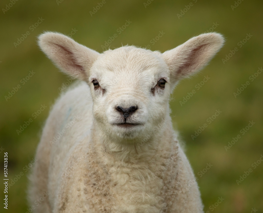 young lamb looking towards the camera young lamb looking towards the camera