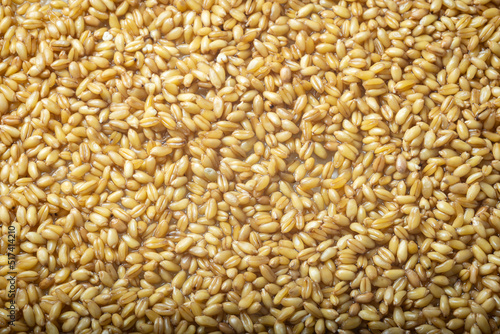 germinated wheat grain sprouts texture background flat overhead view closeup