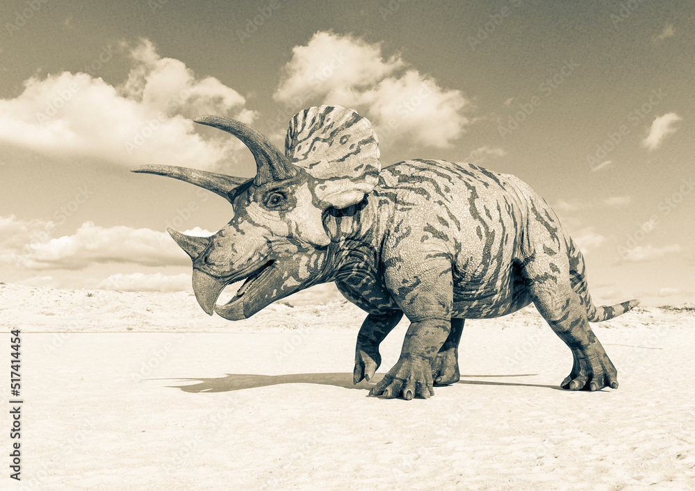 Fototapeta premium triceratops is walking