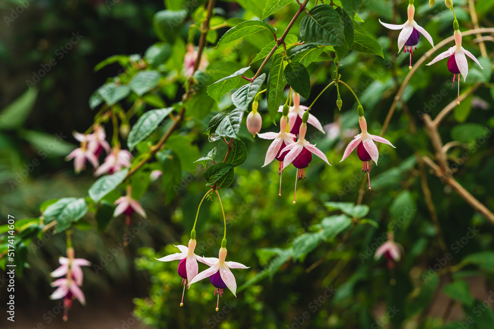 Fuchsia. Beautiful plant in the botanical garden of the city of La Orotava, in Tenerife, Canary Islands.