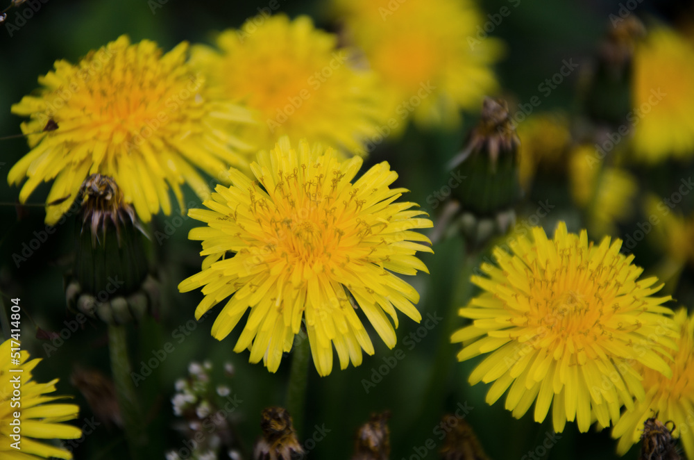 Naklejka premium yellow dandelion flower