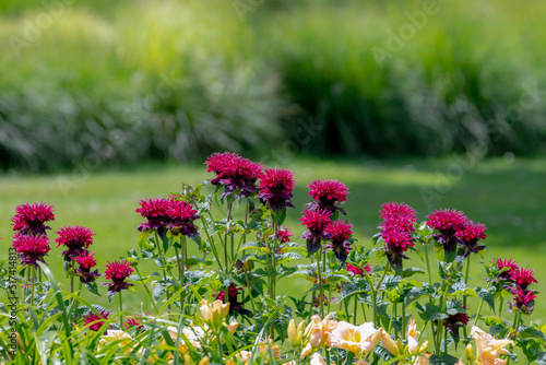 Selective focus of red flowers Scarlet beebalm in the garden with green leaves, Monarda didyma, Oswego tea, or bergamot is an aromatic herb in the family Lamiaceae, Nature floral background. photo