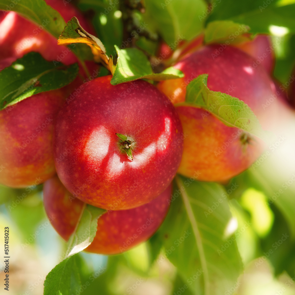Closeup of red apples ripening on a tree with vibrant leaves in a sustainable orchard on a farm in remote countryside. Growing fresh, healthy fruit produce for nutrition on an agricultural farmland Closeup of red apples ripening on a tree with vibrant leaves in a sustainable orchard on a farm in remote countryside. Growing fresh, healthy fruit produce for nutrition on an agricultural farmland