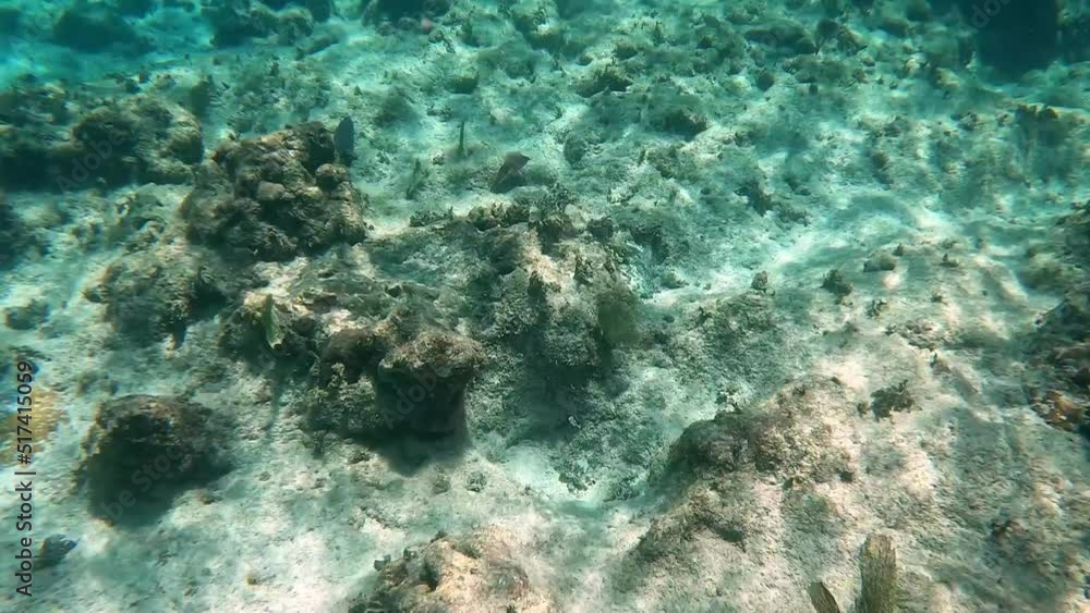 A Cuttlefish swimming around the rock and coral reef in the ocean. A Cuttlefish swimming around the rock and coral reef in the ocean.