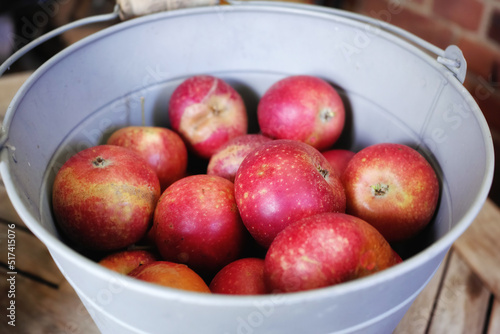 Closeup of juicy, delicious and organic fruit picked when ripe and in season. Produce cultivated on a sustainable orchard or plantation to sell at a farmers market. Fresh red apples in a metal bucket