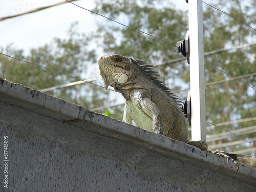 lizard on the roof