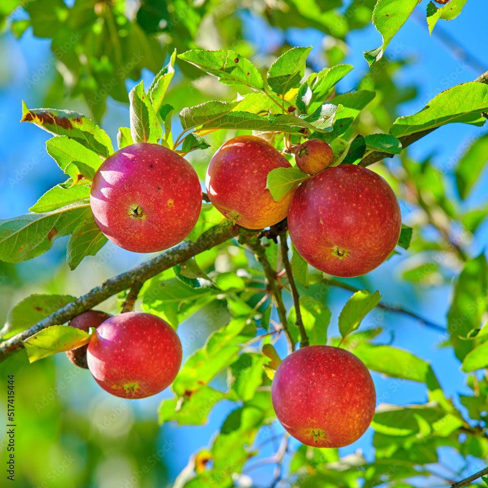 Delicious red apples on a tree with green leaves against blue sky background. Closeup of healthy organic fruit growing on an orchard on a sustainable farm. Nutritious fresh produce in harvest season Delicious red apples on a tree with green leaves against blue sky background. Closeup of healthy organic fruit growing on an orchard on a sustainable farm. Nutritious fresh produce in harvest season