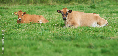 Two brown cow lying down on an organic green dairy farm in the countryside. Cattle or livestock in an open, empty and secluded grassy field or meadow. Animals in their natural environment in nature