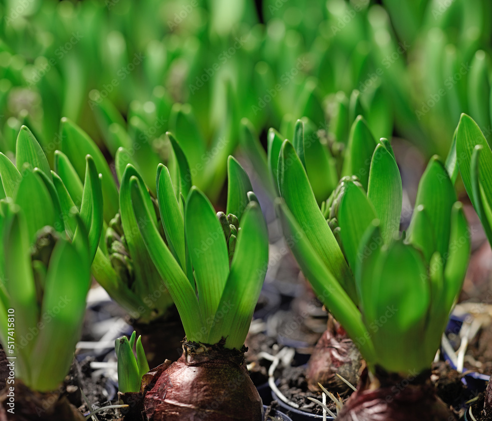 Obraz premium Closeup of poisonous crocus plants growing in mineral rich and nutritious soil in a landscaped and secluded home garden. Textured detail of budding Iridaceae flowers in a backyard or nursery