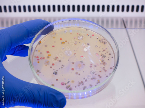 An open petri dish with different colonies of bacteria in a sterile laminar box, a person's hand holds a glass