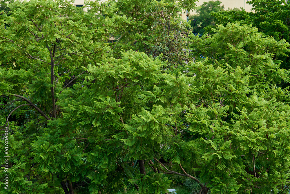 arbol ramas follaje arbol ramas follaje