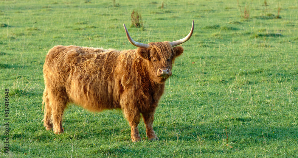 Grass fed Highland cow on farm pasture, grazing and raised for dairy, meat or beef industry. Full length of hairy cattle animal standing alone on green remote farmland or agricultural estate Grass fed Highland cow on farm pasture, grazing and raised for dairy, meat or beef industry. Full length of hairy cattle animal standing alone on green remote farmland or agricultural estate