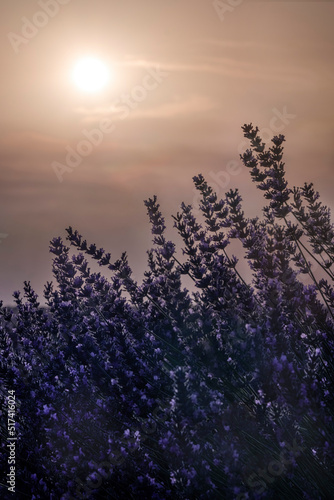backlighting of lavender flowers in bloom, against an orange sky of a hot summer day in flat heat wave, vertical