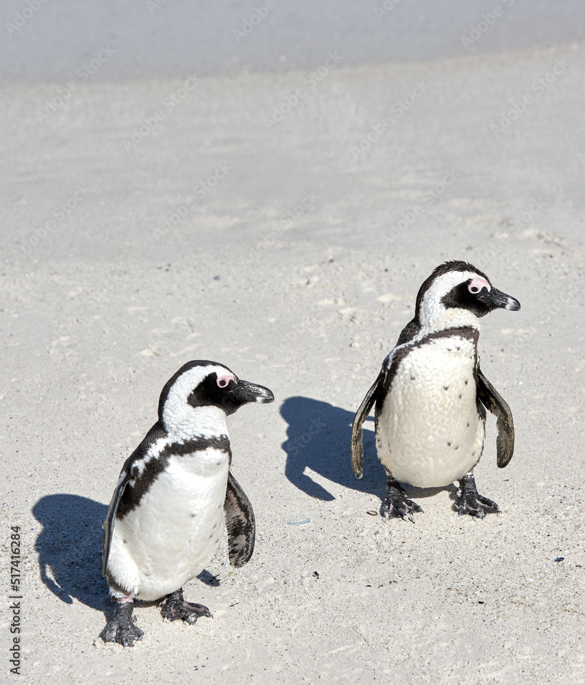 Naklejka premium Two black footed African penguins standing on a sandy beach in a breeding colony and coast conservation reserve. Cute endangered waterbirds, aquatic sea and ocean wildlife, protected for tourism