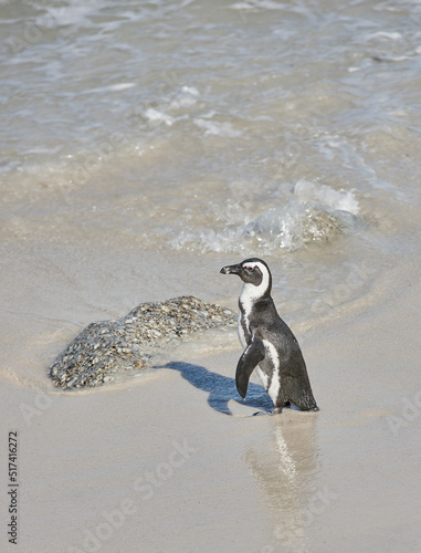 A penguin standing in shallow sea water. One flightless bird on a beach in its natural habitat. An endangered black footed or Cape penguin species at a sandy Boulders Beach in Cape Town, South Africa