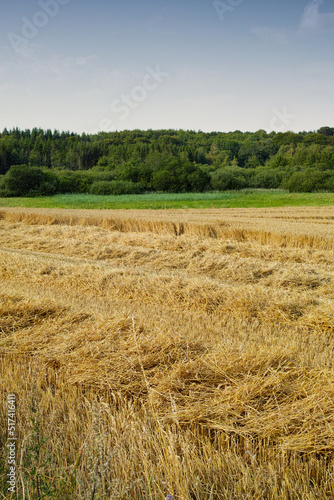 An open cornfield or meadow with brown grass and green trees against the horizon under clear blue sky copy space during summer. Large area of agricultural land on an organic and sustainable farm
