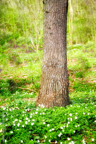 Closeup landscape view of a tree growing in a lush green forest in spring. Deserted natural woodlands or forest with foliage and greenery during summer. Plants and vegetation in a secluded area