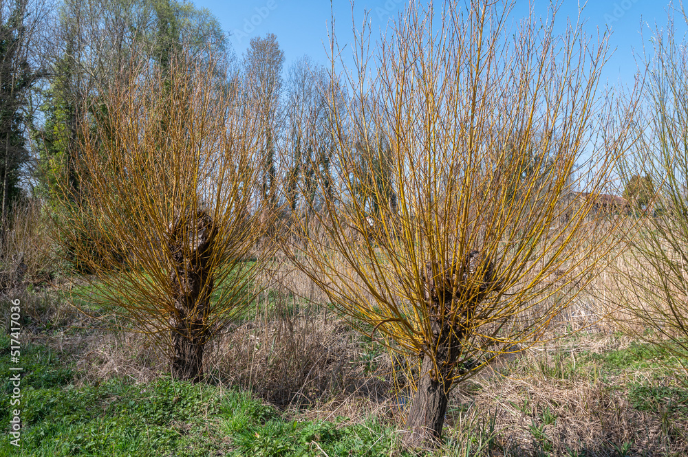 Salix viminalis - Basket willow - Common osier - Saule des vanniers Salix viminalis - Basket willow - Common osier - Saule des vanniers