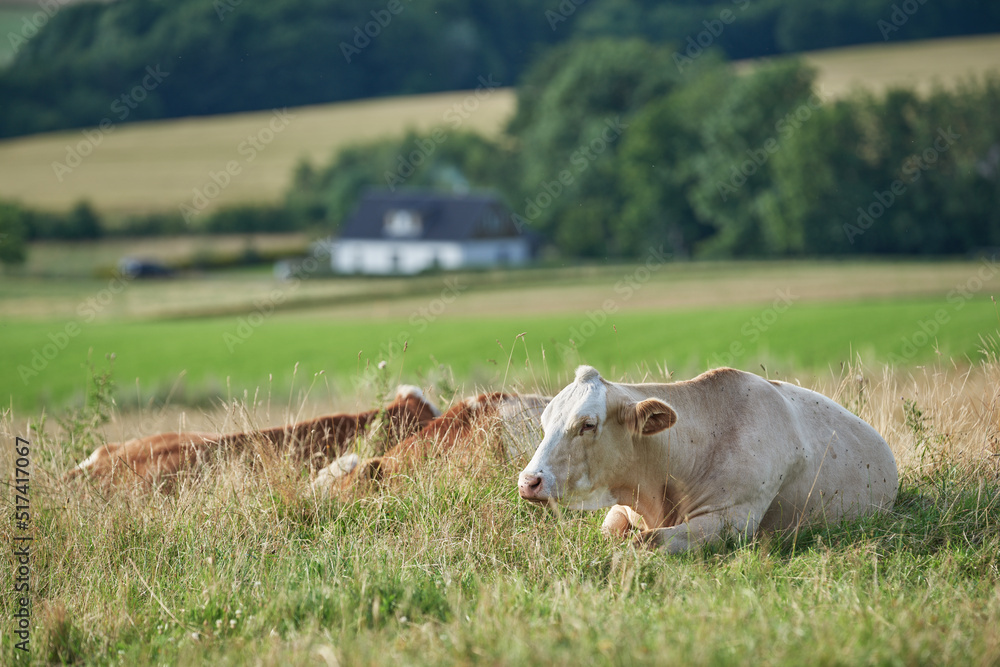Brown and white cows lying on a field and farmland in the background with copy space. Cattle or livestock animals on a sustainable agricultural farm for dairy, beef or meat industry with copyspace