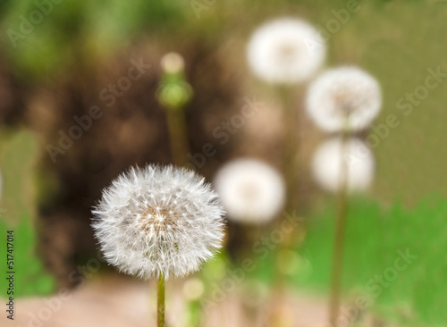 dandelion flowers on green background  selective focus. Bokeh background 