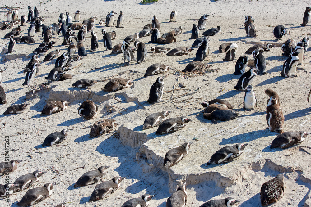 Fototapeta premium Black footed African penguin colony on Boulders Beach breeding coast and conservation reserve in South Africa. Group of protected endangered waterbirds and aquatic sea and ocean wildlife for tourism