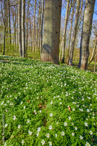 Fototapeta Naklejka Na Ścianę i Meble -  Beautiful forest with lush green plants growing and tall trees on a summer day. The landscape of the woods with white flowers on a spring morning. Vibrant and peaceful outdoors and wild nature
