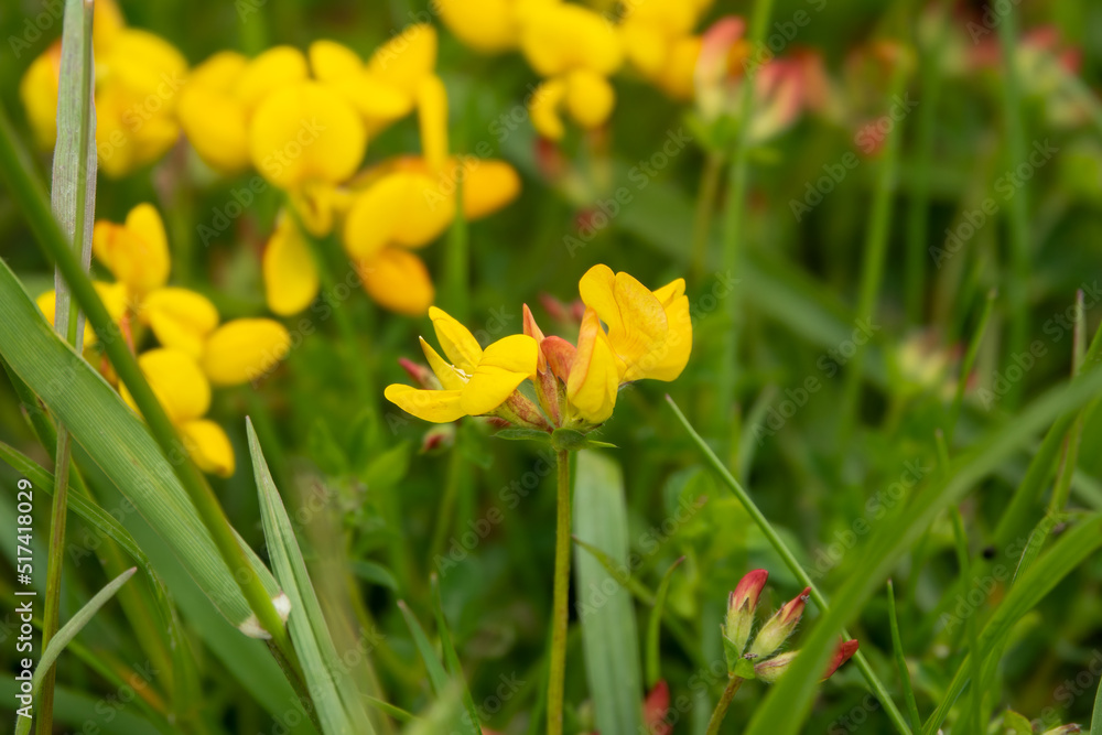 detailed close up of Bird’s-Foot Trefoil (Lotus corniculatus) detailed close up of Bird’s-Foot Trefoil (Lotus corniculatus)