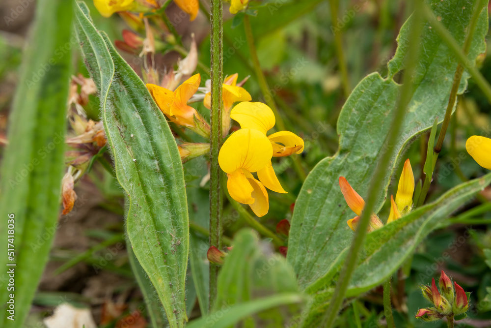 detailed close up of Bird’s-Foot Trefoil (Lotus corniculatus) detailed close up of Bird’s-Foot Trefoil (Lotus corniculatus)