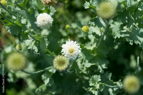 Chaenactis blossoms and poppy seed heads (out of focus) photo